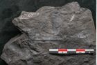 Foto (Detailansicht) von Palissya podocarpoides Ettingshausen (NHMW-GEO-2024-0188-10310)